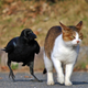 Illustration for article titled Japanese Cats that Look Like Yakuza Are Frighteningly Cute